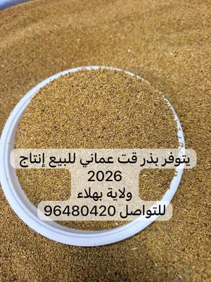 يتوفر بذر قت عماني العمر فوق 3 سنوات للبيع يتوفر كمية