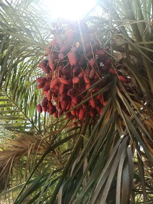 يوجد لدينا مجموعة من شتوال النخيل