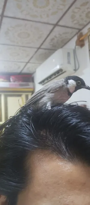 بلبل ربة جبير تغريد فول