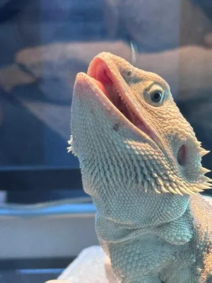 Bearded dragon بيرديد دراقون