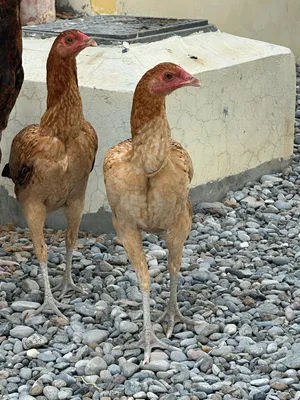 طقم  دجاج باكستاني
