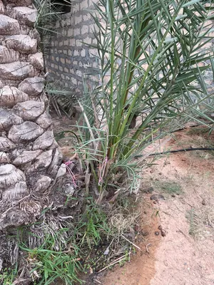 فساءل نخيل