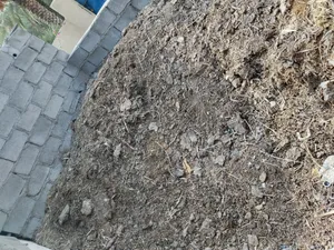 سماد دروس بقر نظيف