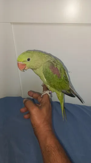نيبالي للبيع