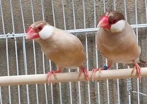 زوح جاوا للبيع او بدل ب كناري سورية أو زيبرا