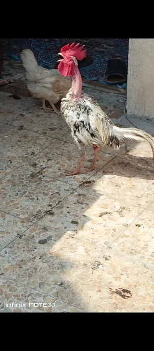 دجاج عرب أبو ركيبه ديك ودجاجة