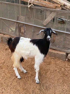 عنز ربي يبارك