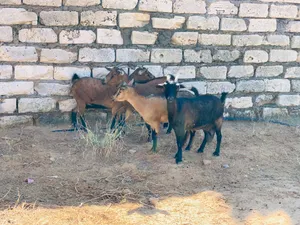 ماعز كردي للبيع
