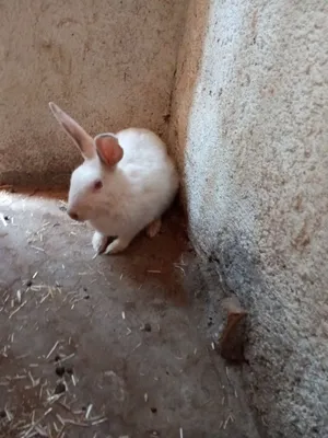 ارانب فرنسي
