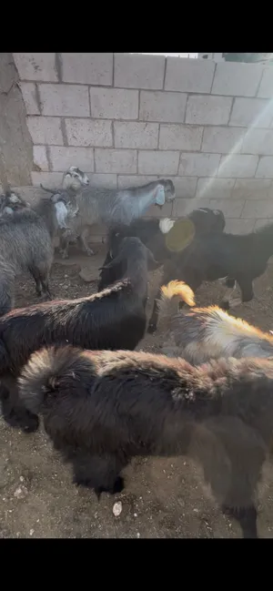 جديان لحم مسكرات تسكير الي بده النظيف