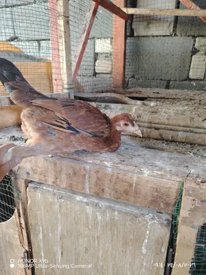 دجاجات 2 و ديج كلهن با 30