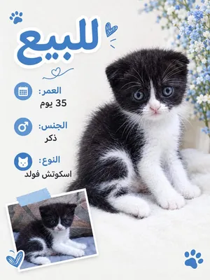 2 كيتن ذكور واحد اسكوتش فولد واحد شيرازي عمر 38 يوم