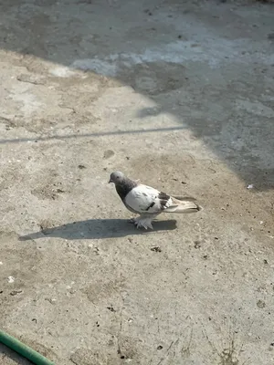 للبيع تك مسكي اصلي وتك بغدادي