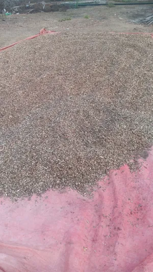 حريه يابسه
