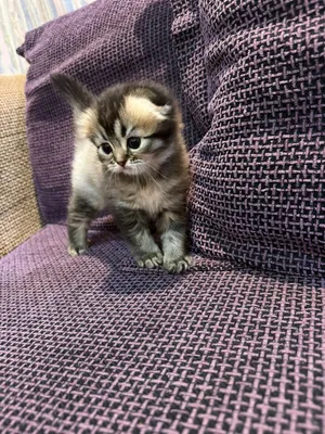 قطة للبيع بدون اغراض