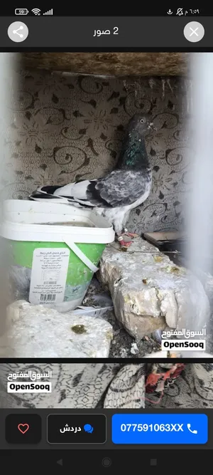 مطلوب حمام تور الي عنده يراسلني زوج. واحد رايد مكاني بصره