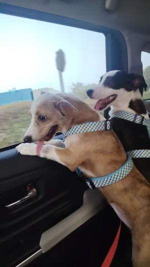 مكس كلاب للتبني بي شروط for adoption