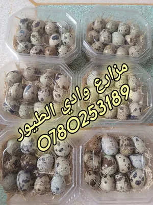 بيض فري سمان طازج للأكل إنتاج يومي بيض كبير جامبو نضيف ومعقم الباكيت عدد 24 بيضه سعر دينار ونص