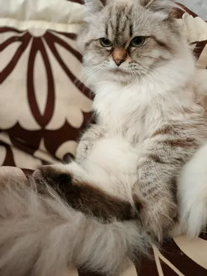 قطط هيمالايا وشيراز