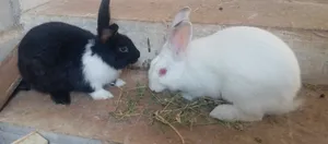 ارانب فرنسي و بلدي - اربد