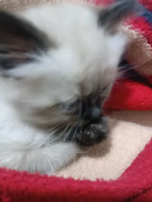 قط شيرازي انثي