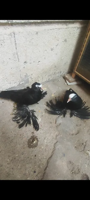 زوج كمرليات