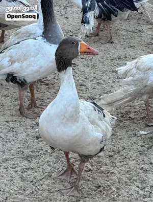 إوز أوروبي سوبر جامبو