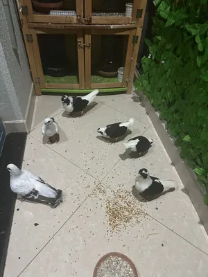 حمام سوري بوظ وبربريسي