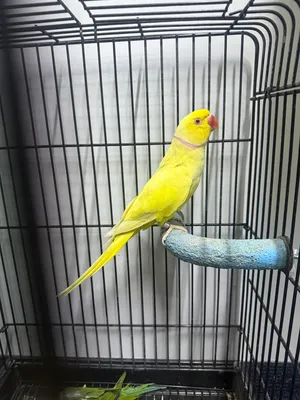 بغبغاء اصفر 1200