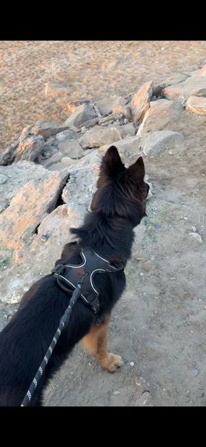 كلب جيرمن و سعر فنان شوف الوصف