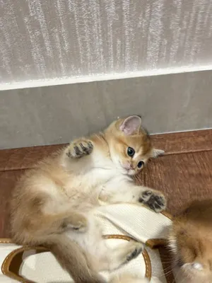 Scottish Straight kitten سكوتش ستريت قطط
