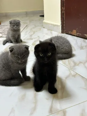 Scottish and Persian kitten
