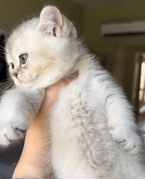 Pure Scottish straight kittens for sale