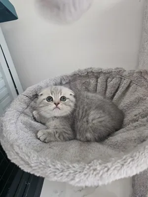 avalebl scotishfold 3 kitten female male pure