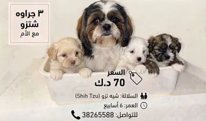 3 جراوه شتزو مع الأم 70 دينار