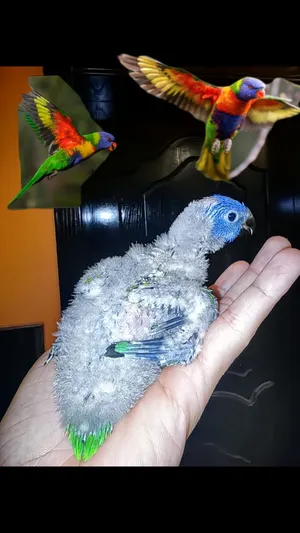فرخ لوري رينبو Lorikeet Renbow