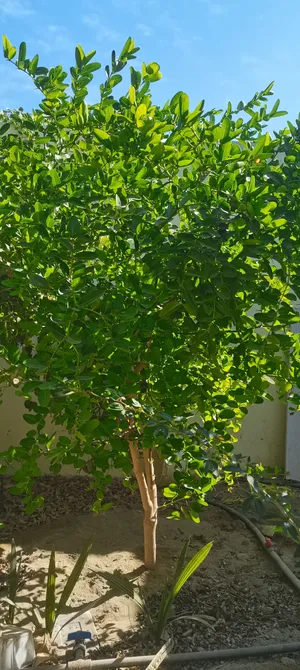 شجرة كريسا