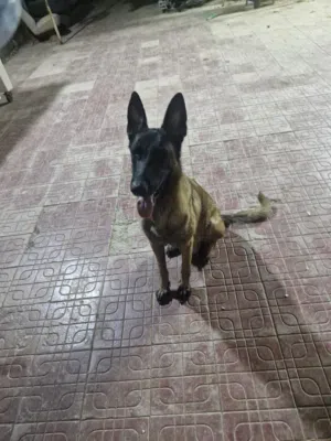 ,بلجم مالينوا  Beljam Malinois