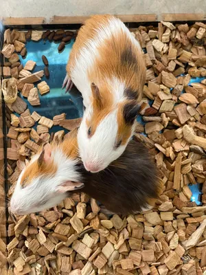 ..mini pig