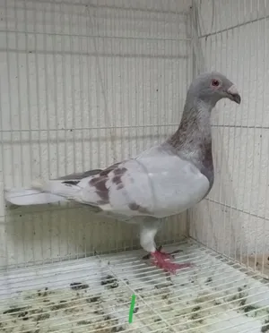 حمام سوري للبيع مستوي طيب الحبه ب 50