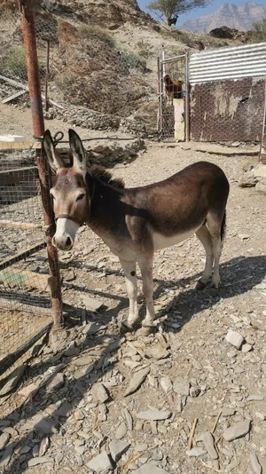 حمار جبالي للبيع