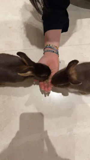 Two Dutch Rabbits Looking for a New Home