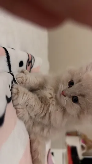 قطط صغار عمر ثلاث شهور