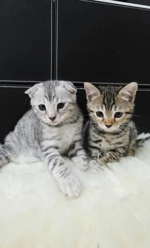 Bengal fold