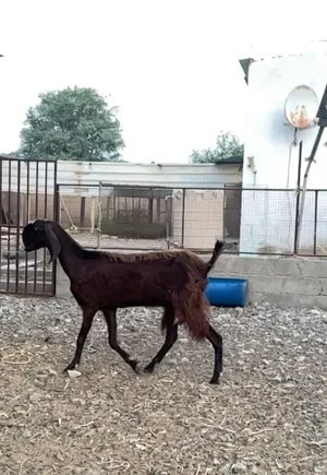 شاه قبرصيه الحجم الكبير