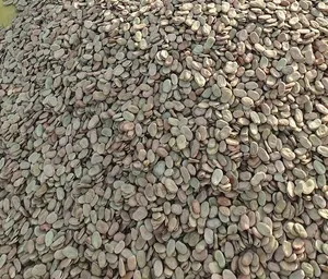 فول بو ثلاثة صائفة 2026