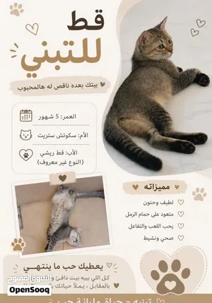 قط ذكر عمره 5 أشهر للتبني لطيف ومتعود على الليتر بوكس