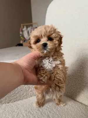 Adorable Maltipoo Puppy Healthy and Playful Ready for a Loving Home 3400aed