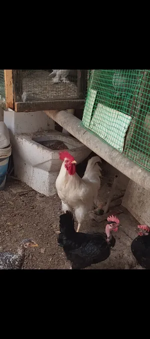 ديك ابيض عربي خشن ودجاجه سوده أم ركيبه بياضه