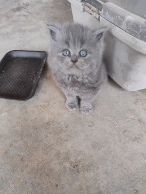قطط  بصحة جيدة